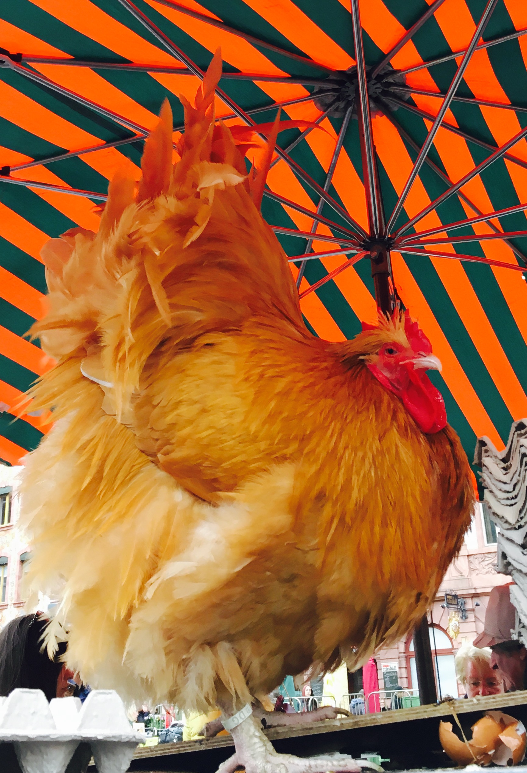 The Mainz Market Hen: Remembering My Days in the Pen